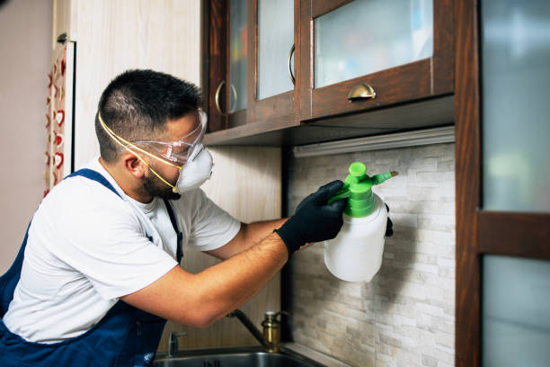 Best Wasp Removal Services  in Willards, MD