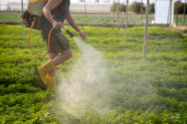 Best Pest Removal Services  in Willards, MD